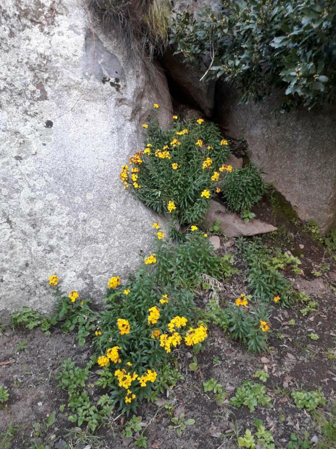 SaruleLa Collina Dei Ciliegi住宿加早餐旅馆 外观 照片
