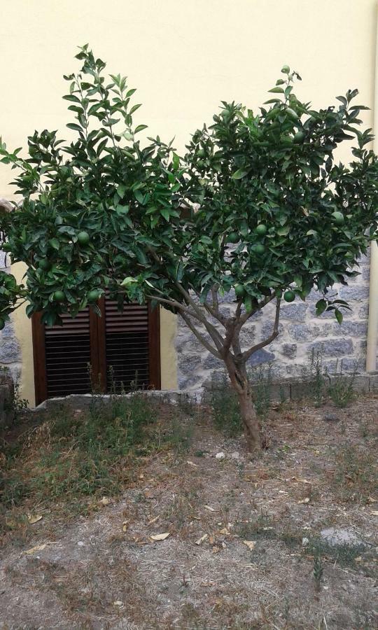 SaruleLa Collina Dei Ciliegi住宿加早餐旅馆 外观 照片