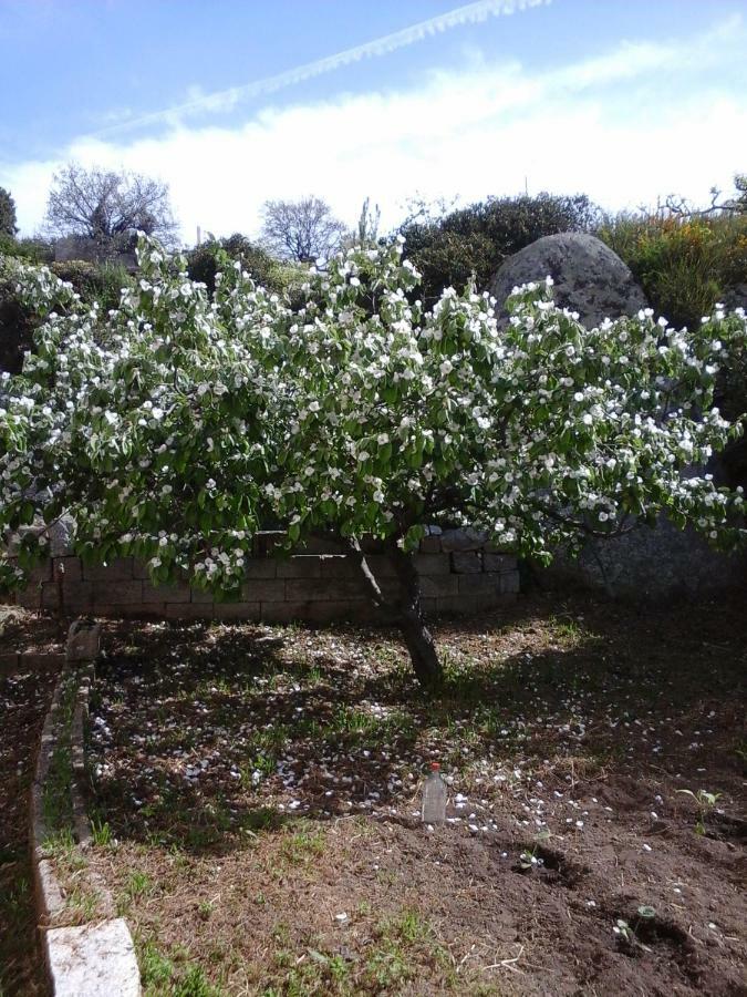 SaruleLa Collina Dei Ciliegi住宿加早餐旅馆 外观 照片