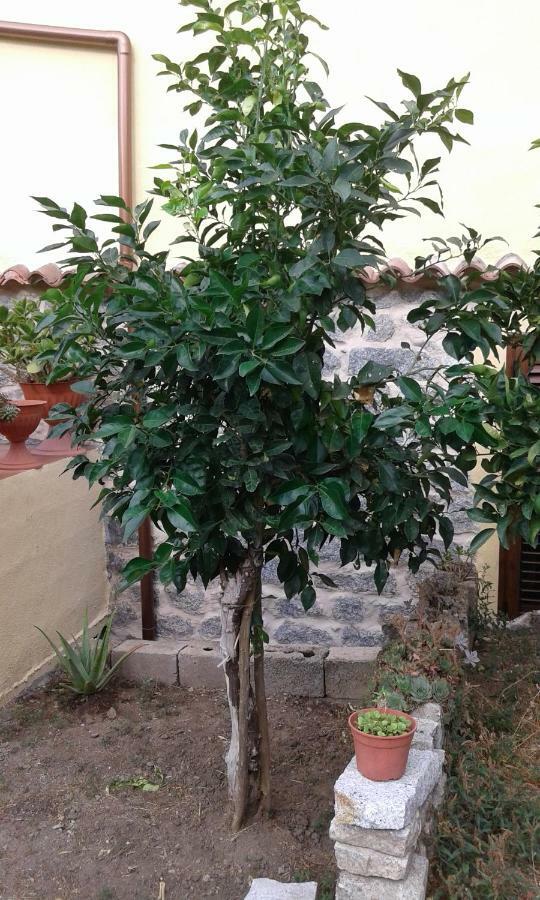 SaruleLa Collina Dei Ciliegi住宿加早餐旅馆 外观 照片